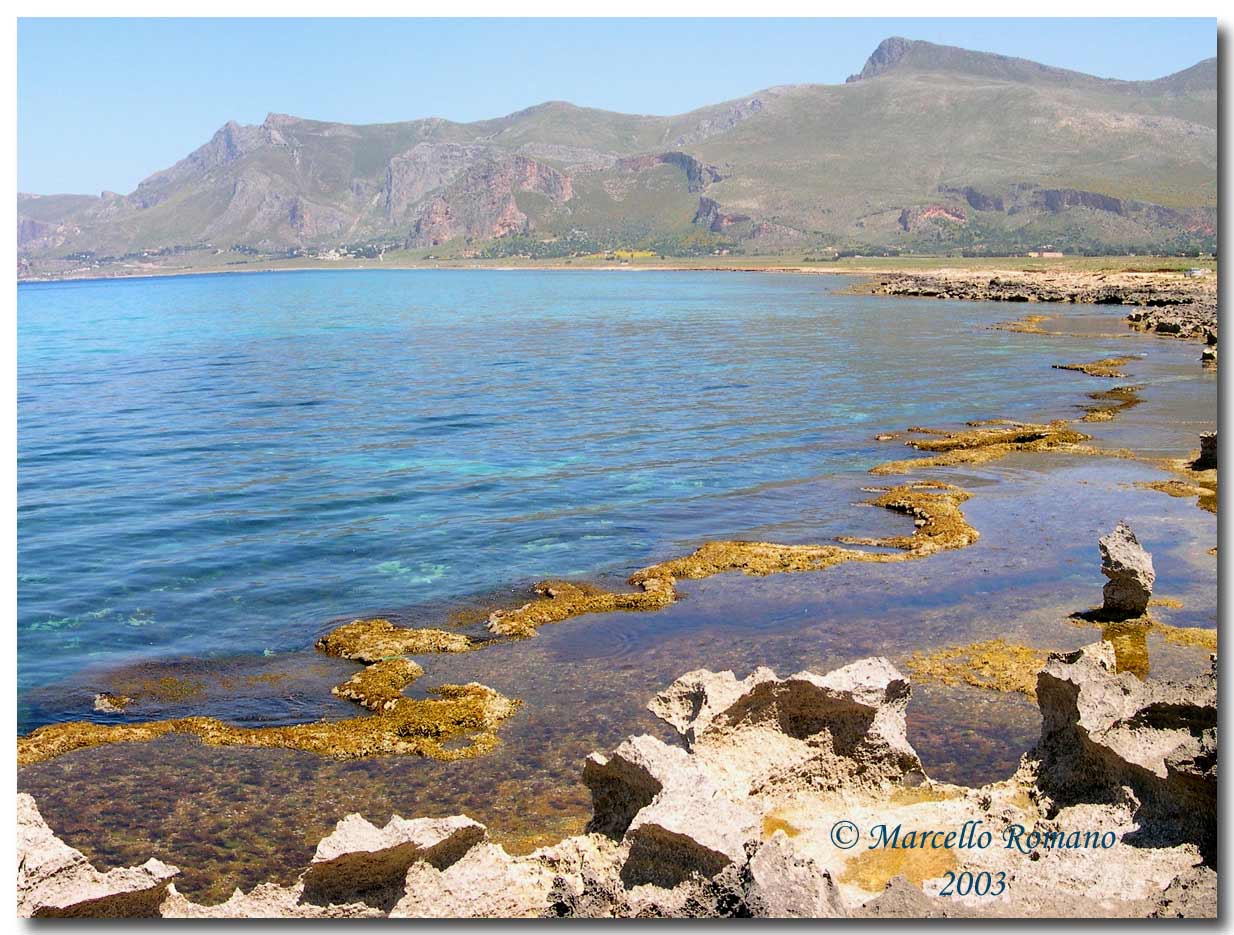 Omaggio alla pi bella cicindela di Sicilia: Calomera lugens